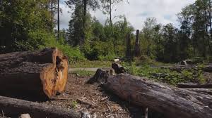Best Arborist Consultation Services  in Burnt Store Marina, FL