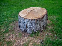 Best Tree Risk Assessment  in Burnt Store Marina, FL