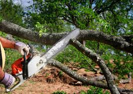 Best Tree Health Inspection  in Burnt Store Marina, FL