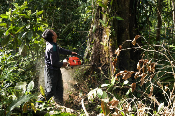 Best Pest Control for Lawns  in Burnt Store Marina, FL