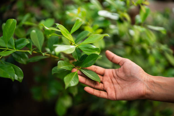 Best Tree Maintenance Programs  in Burnt Store Marina, FL