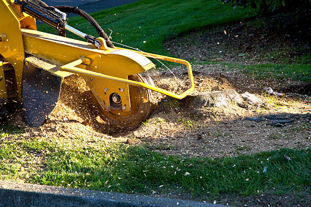 Best Artificial Turf Installation  in Burnt Store Marina, FL