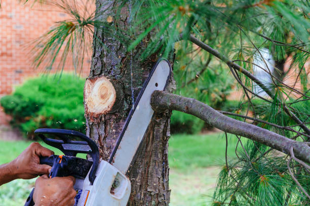 Best Lawn Pest Prevention  in Burnt Store Marina, FL